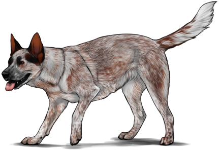 Cattle Dog PNG - 161620
