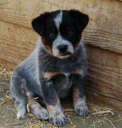Cattle Dog PNG - 161624
