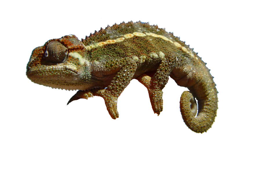 Chameleon PNG Photo
