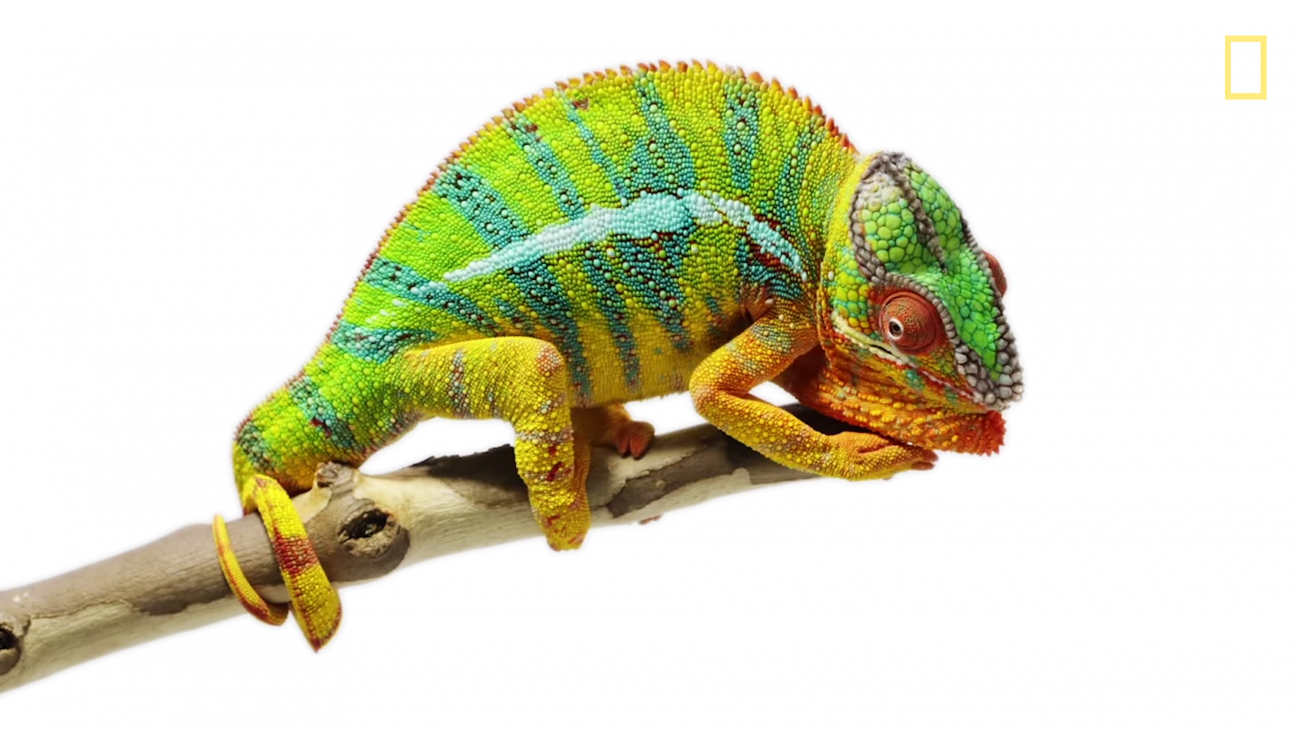 Chameleon PNG HD - 123949