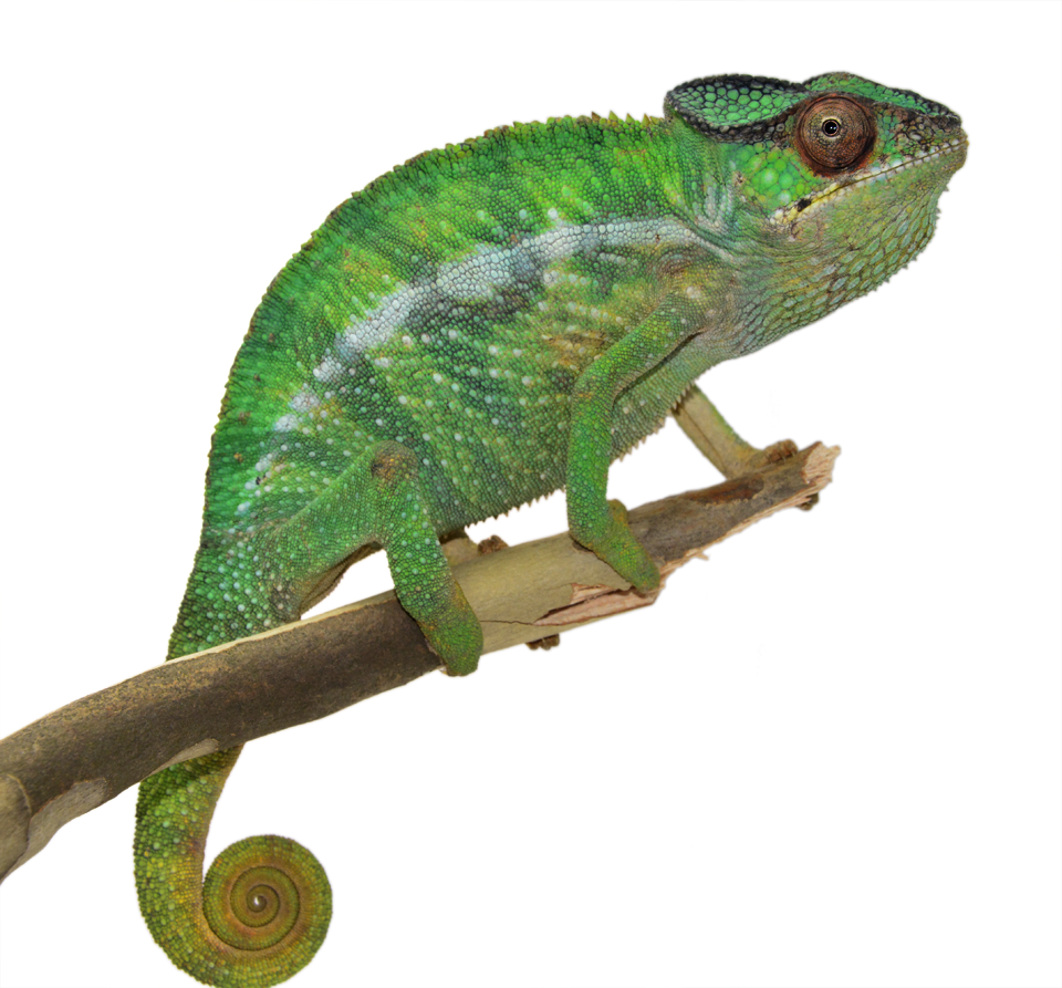 Chameleon PNG HD - 123953