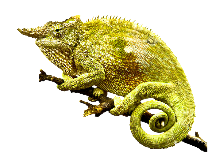 Chameleon PNG HD - 123952