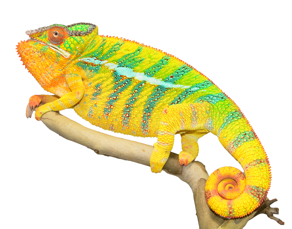 Chameleon PNG HD - 123957