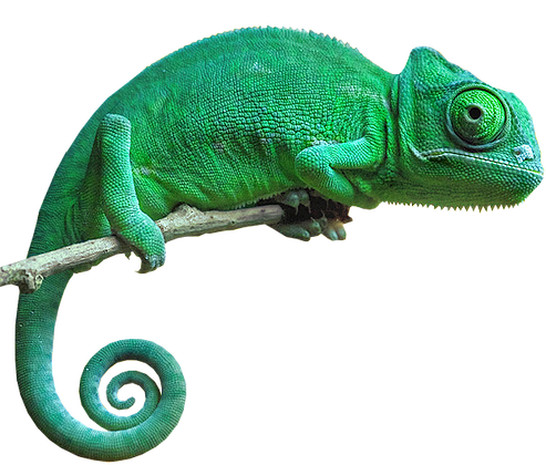 Chameleon Transparent Backgro