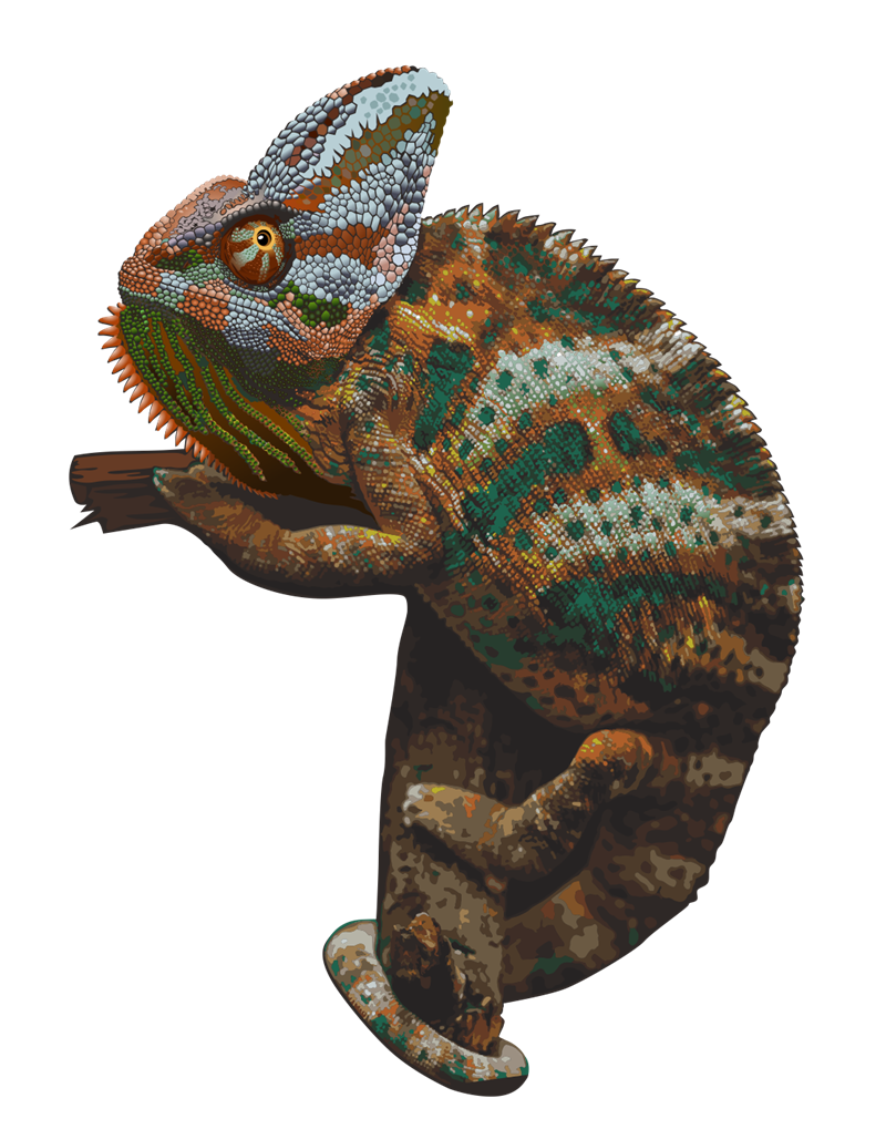 Chameleon PNG HD - 123948