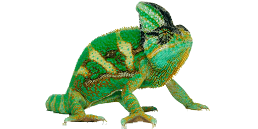 Chameleon PNG HD - 123951