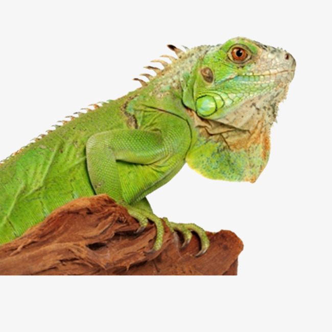 Chameleon PNG HD - 123956