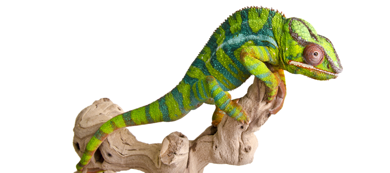 Green Chameleon Animal Toy, L