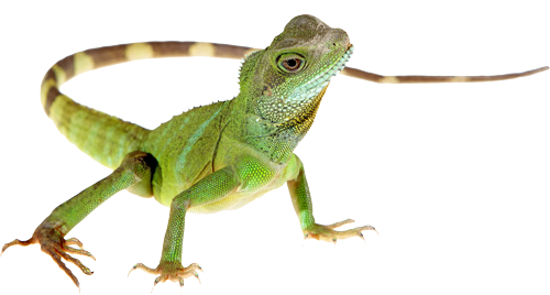 Chameleon PNG HD - 123955