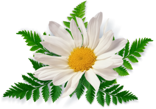 Camomile PNG Photos