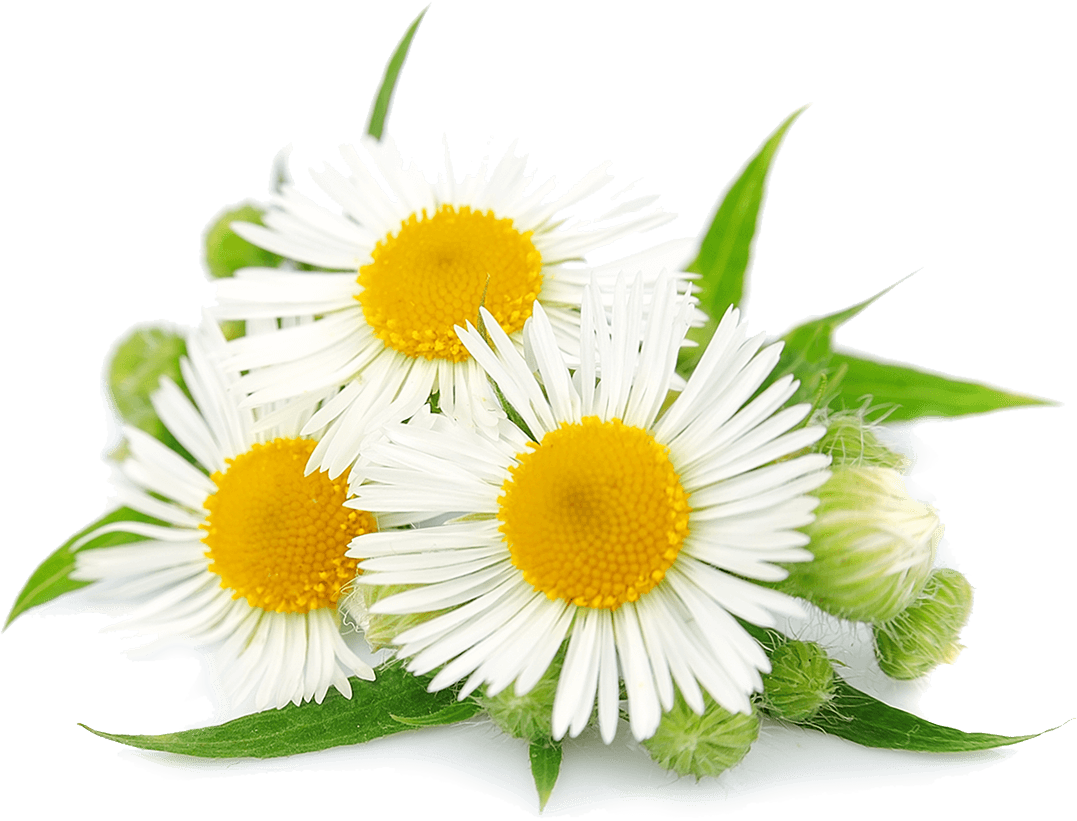 White Chamomile, Chrysanthemu