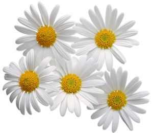 Camomile PNG image, free flow