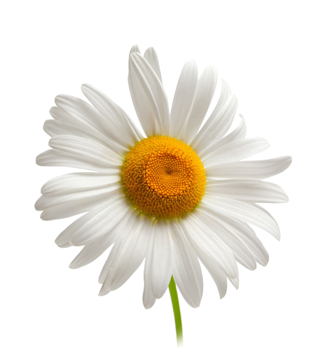 Camomile Flowers PNG