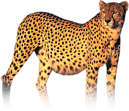 Cheetah HD PNG - 94917