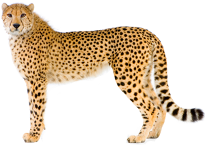Cheetah PNG Transparent