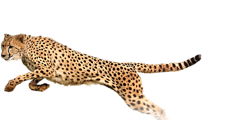 Cheetah PNG Transparent