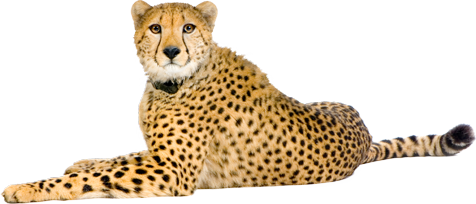 Cheetah HD PNG - 94916