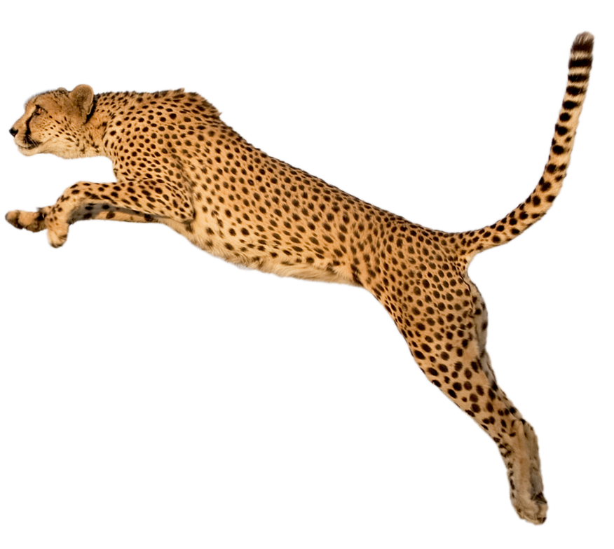Cheetah HD PNG - 94924