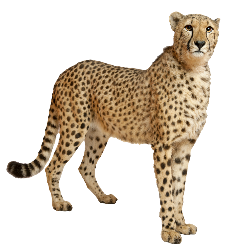 Cheetah HD PNG - 94923