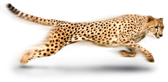 Cheetah PNG Pic