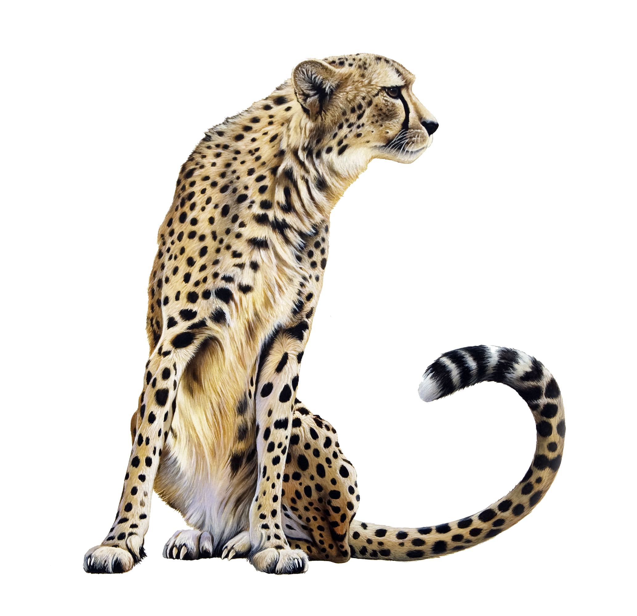 Cheetah HD PNG - 94912