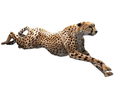 Cheetah PNG - 8560
