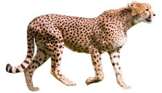 Cheetah PNG - 8561