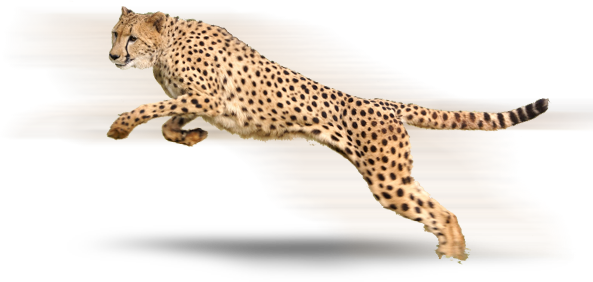 Cheetah PNG - 8557