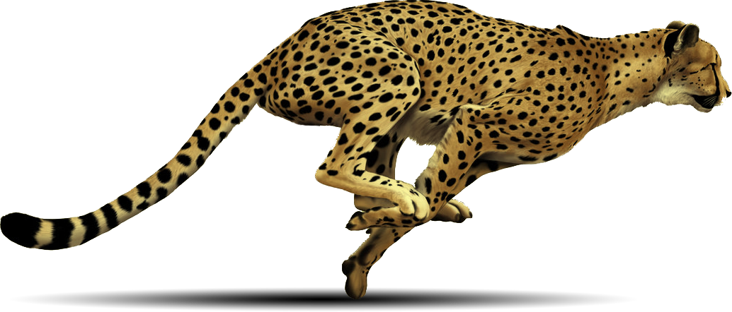 Cheetah PNG - 22536