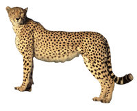 Cheetah PNG - 22544
