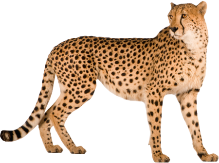 Cheetah PNG - 8548