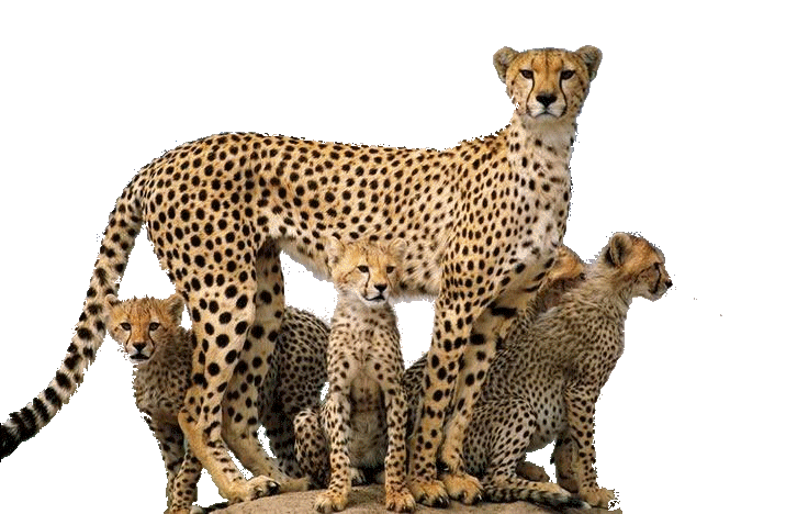Cheetah PNG - 8564