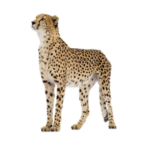 Cheetah PNG - 8559