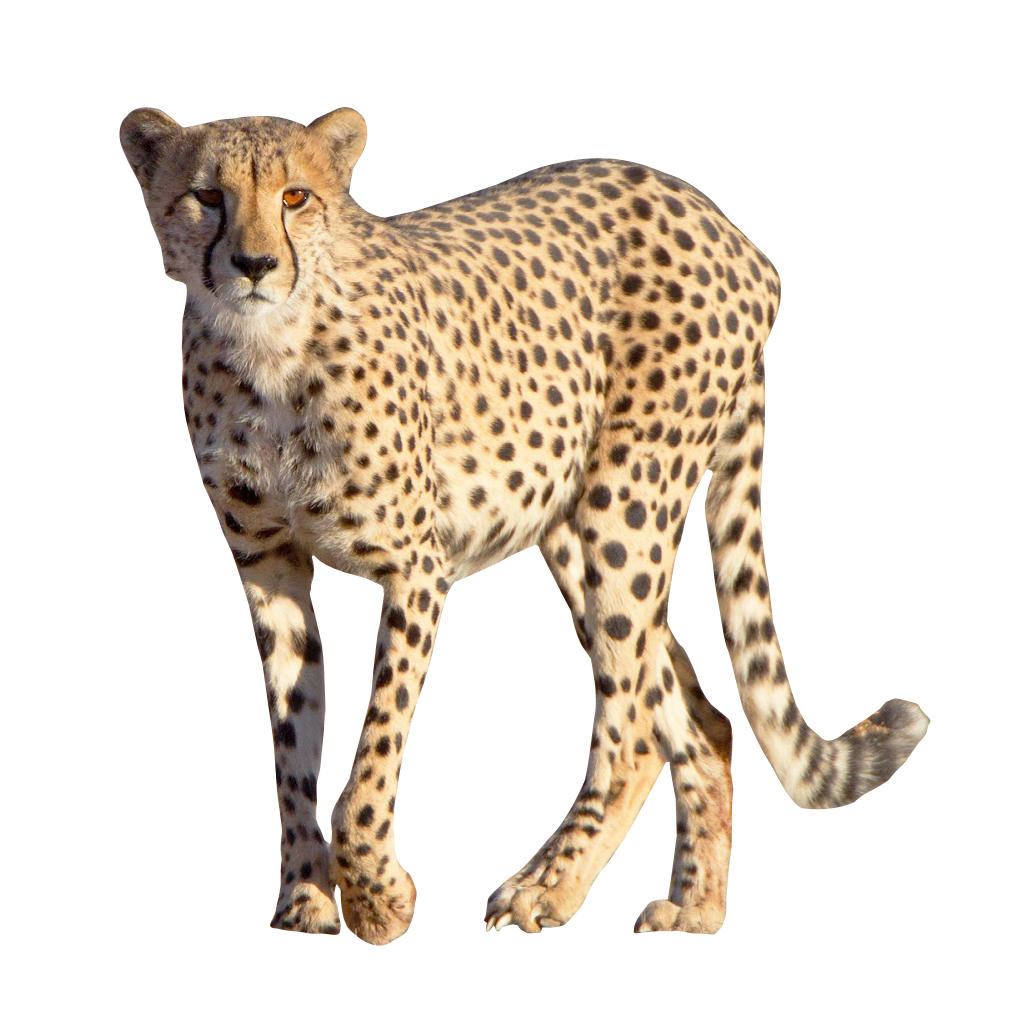 Cheetah PNG - 8552