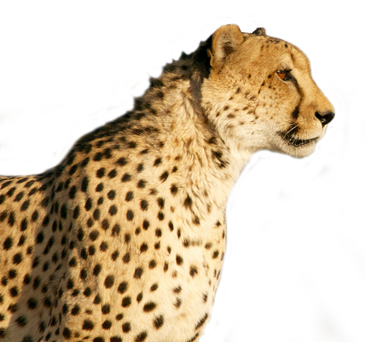 Cheetah PNG - 8554