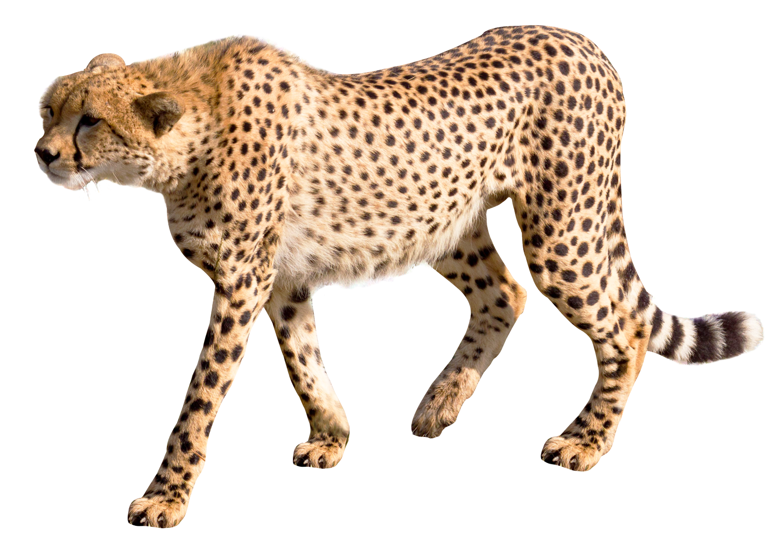 Cheetah PNG - 8558