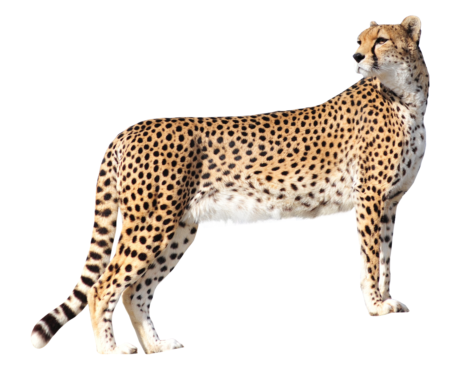 Cheetah PNG - 22534