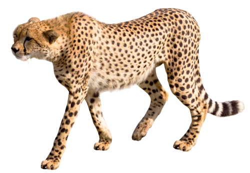 Cheetah PNG - 8566