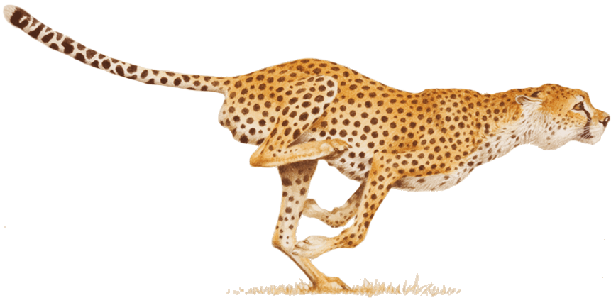 Cheetah PNG - 8550