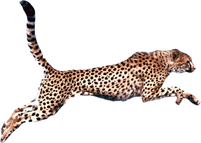 Cheetah PNG - 8565