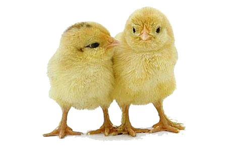 Chick PNG - 24917