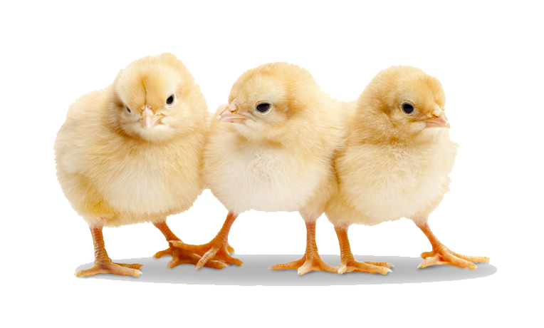 Chick PNG - 24923