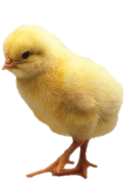 Baby Chicken PNG Photos