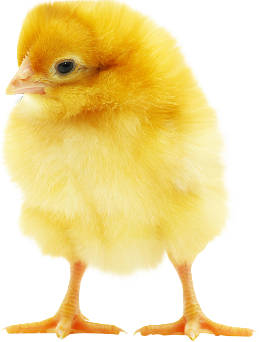 Fluffy Chick transparent back