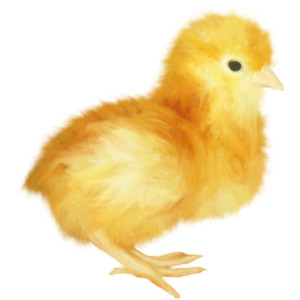 Chick PNG - 24922