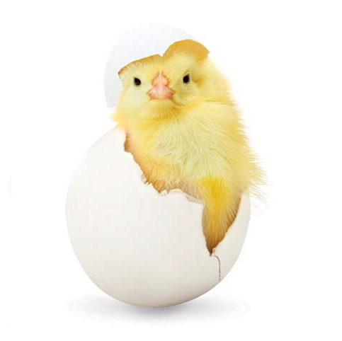 Chick PNG - 24933