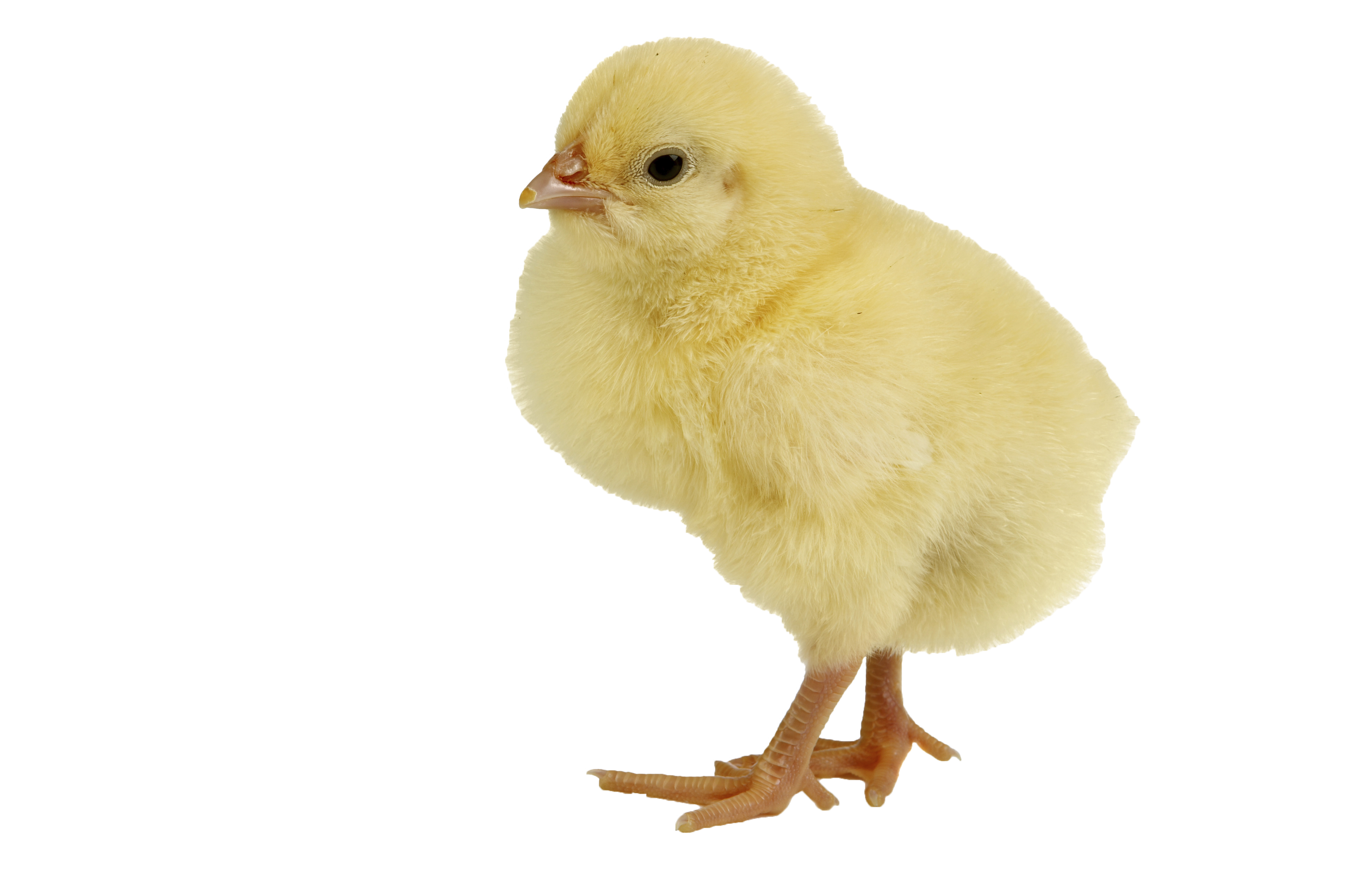 Single Baby Chicken Png image