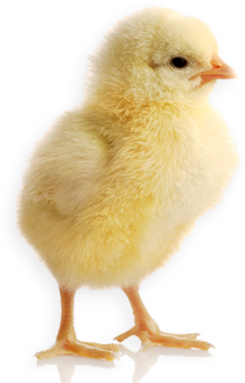 Chick PNG - 24921