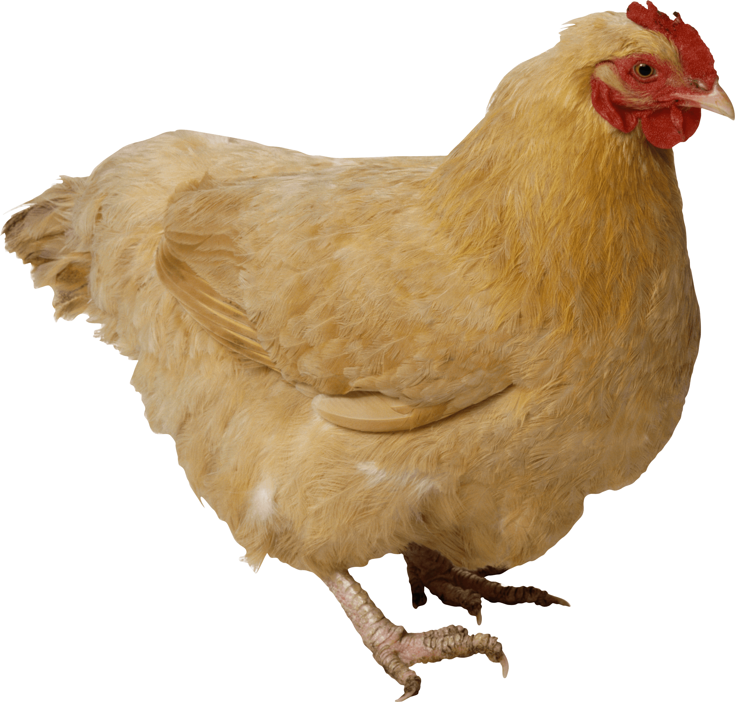 Chicken PNG - 6789