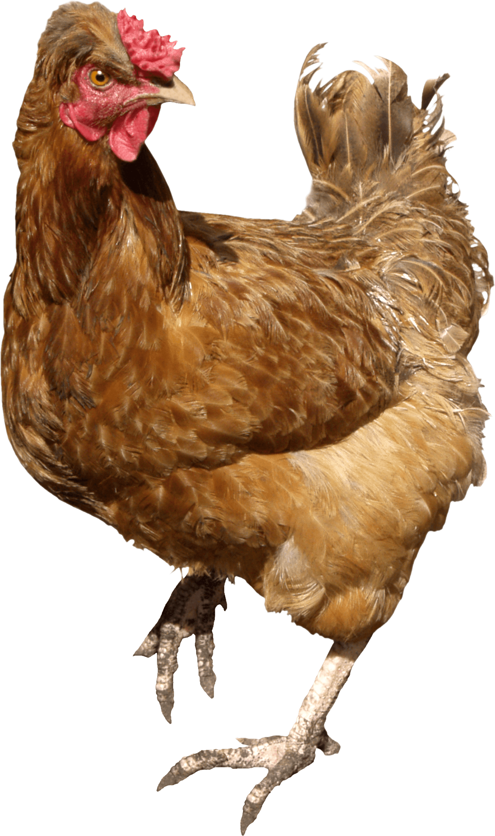 Chicken PNG - 6797
